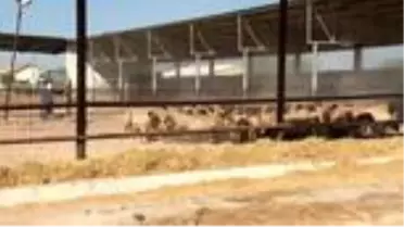 TİKA'dan KKTC'de çiftçilere küçükbaş hayvan desteği