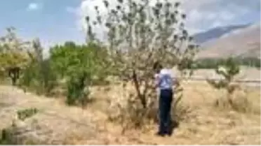 Erzincan'da elma ağacı eylülde çiçek açtı
