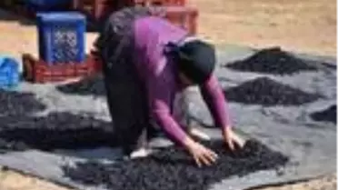 Hasadı yapılan 'Antep karası' üzüm kurutuluyor