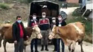 Son dakika haberleri | Tokat'tan çaldıkları büyükbaşları Ordu'ya götüren zanlılar yakalandı
