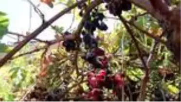 'Udumbara' çiçeğinin görüldüğü iddiası yoğun ilgiye neden oldu