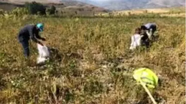 Şenkaya Belediyesi üniversite öğrencileri için patates ekti