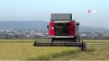 Dünyaca ünlü Gönen Baldosu'nda hasat başladı