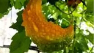 İnternetten öğrenerek yetiştirdiği kudret narını yurt dışına satıyor