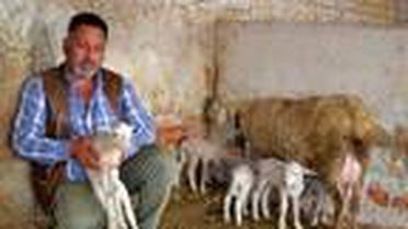 Kuzularına 'Maske', 'Mesafe' ve 'Hijyen' isimlerini verdiler