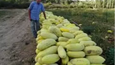 27 yıllık çiftçi, ilçenin yerli kavun ve patates deposu