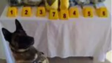 Son dakika haberleri | Bingöl'de uyuşturucu operasyonu: 6 gözaltı