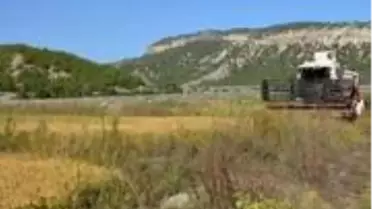 Çeltik tarlasında nöbet tutan çiftçiye domuzlar saldırdı