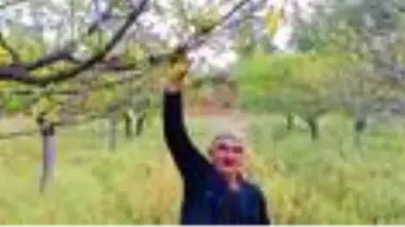Eylülün son günlerinde kiraz ağaçları çiçek açtı