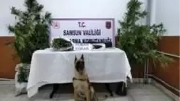 Samsun'da uyuşturucuya geçit yok