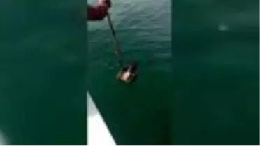 Denizde bulunan yılan kartalı doğaya bırakıldı