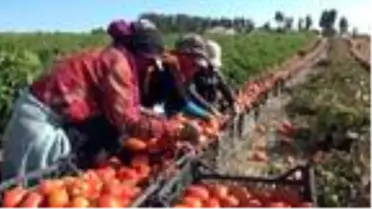 Ziraat teknikerinden yılda 400 ton domates, 150 ton biber yetiştiriciliği