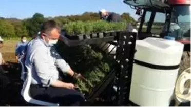 Tıbbi Aromatik Bitkiler Projesi'nde 17 bin 280 biberiye fidesi toprakla buluştu
