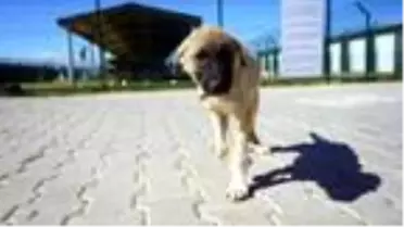 Zifte bulanmış halde bulunan 'Şanslı' hayata tutundu