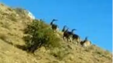 Nadir rastlanan boynuzlu keçiler Gürün'de görüntülendi