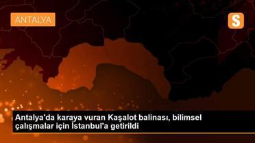 Antalya'da karaya vuran Kaşalot balinası, bilimsel çalışmalar için İstanbul'a getirildi