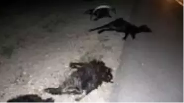 İki otomobil sürüye çarptı! 23 küçükbaş hayvan telef oldu