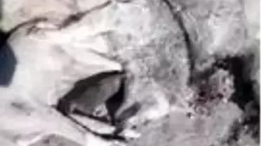 20'ye yakın köpeği öldüren şahıslar yakalandı