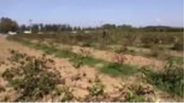 'Süper meyve' aronya için hasat etkinliği yapıldı