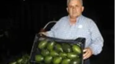 Antalya'dan Rusya'ya 35 bin avokado