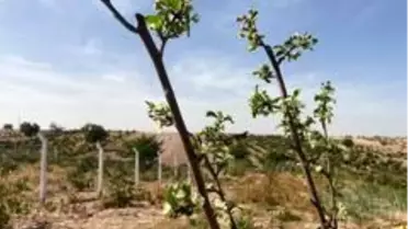 Erik ağacı Ekim ayında çiçek açtı