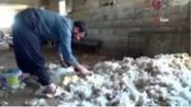 Eskiden tereyağı ile yarışan koyun yünleri elde kaldı