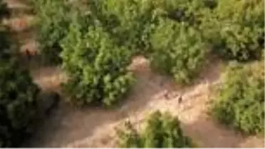 'Kazankaya' ve 'Adilcevaz13' cevizinin hasadına başlandı