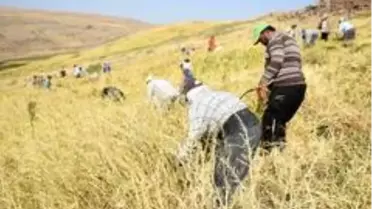 Son dakika haber | Siverek'te çeltik hasadına başlandı