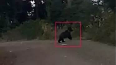 Daday'da yola inen ayı vatandaşlar tarafından fotoğraflandı