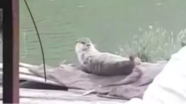 Elazığ'da koruma altındaki su samuru görüntülendi