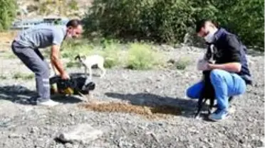 Sevimli patiler sahipsiz değil
