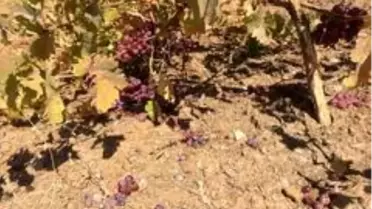 Yaban domuzları üzüm bağlarına zarar verdi