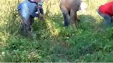 Ata tohumlarıyla yetiştirilen 'Çetmi şeker fasulyesinde' hasat sona erdi