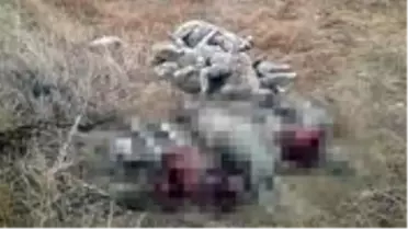 Köylerde hayvanlara saldıran kurtlar 29 koyun, 1 buzağı ile 3 köpeği telef etti