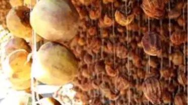 Olgunlaşmamış hurma 3 haftada şifa dolusu lezzete dönüşüyor