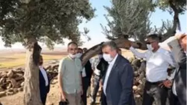 Şanlıurfa'da bin 350 yıllık zeytin ağacı bulundu