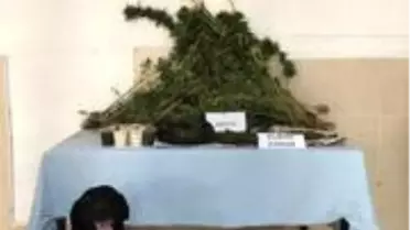 Tekirdağ'da Hint keneviri operasyonu