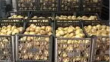 Yalova 30 bin ton kivi rekoltesi bekleniyor