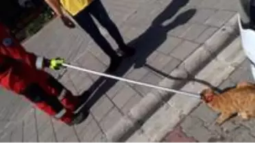Son dakika... Fethiye'de otomobilin motoruna sıkışan kediyi itfaiye kurtardı