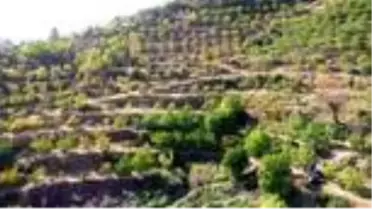 Tescilli 'Şebin cevizi'nde üreticiler hasat mesaisinde