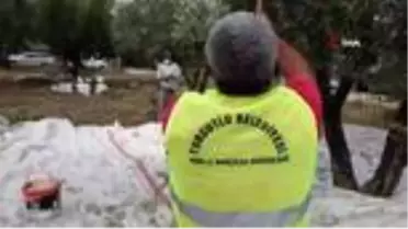 Turgutlu Belediyesi zeytin hasadına başladı