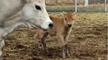 Klon sığır ailesi sürü oldu...Yeni dünyaya gelen yavru ilgi odağı