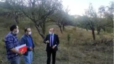 150 yıllık elma ağaçları koruma altına alınacak
