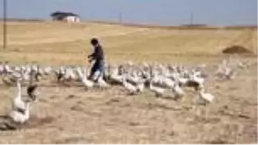 Tutkuya dönüşen doğa ve hayvan sevgisi 40 yıl sonra köyüne kaz çiftliği kurdurdu