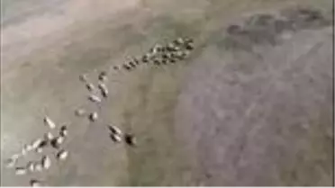 Son dakika haberi... Kaybolan 132 küçükbaş hayvan drone ile bulundu