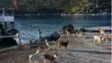 Aşırlı Adası'ndaki dağ keçilerine yiyecek ve içecek