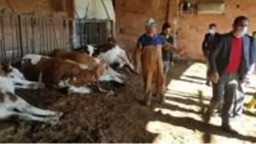 Elektrik akımına kapılan 9 büyükbaş hayvan telef oldu