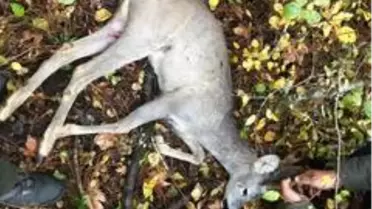Köpeklerin saldırısına uğrayan karaca tedavi altına alındı