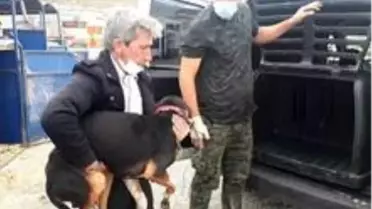 2 ayağından yaralanan köpek İstanbul'a tedaviye gönderildi