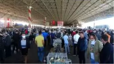 6 bin kanarya Antalya'da görücüye çıktı